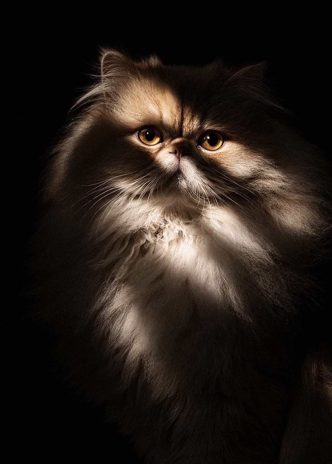 Portrait of a Majestic Persian Cat