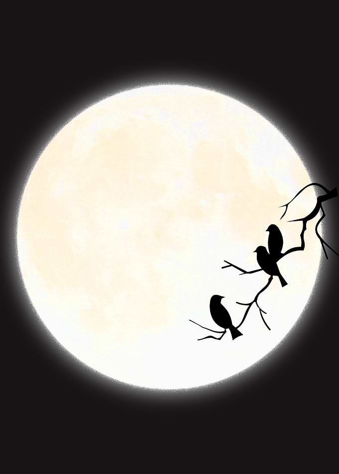 Three Birds Perched on Moonlit Branch