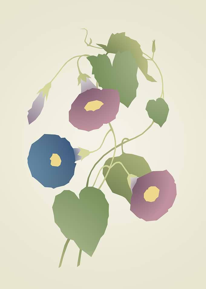 Minimalist Morning Glory Floral Illustration