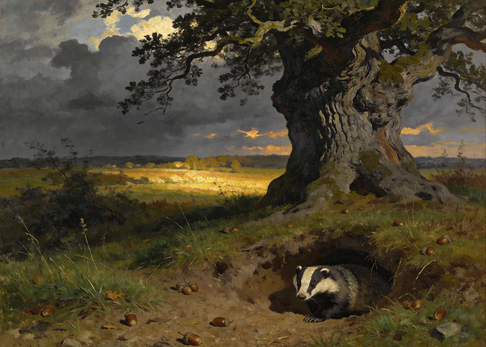 Badger Emerging from Oak Tree Den