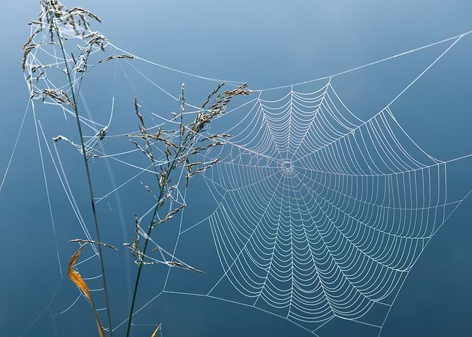 Intricate Spider Web on Grass