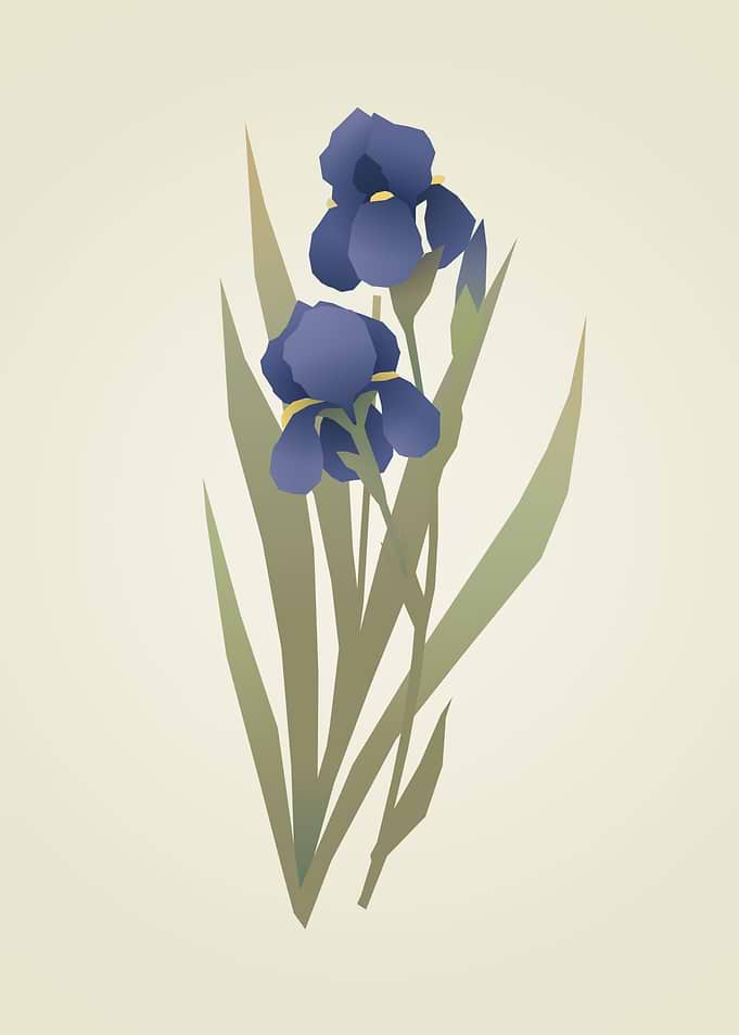 Minimalist Blue Iris Flower Illustration