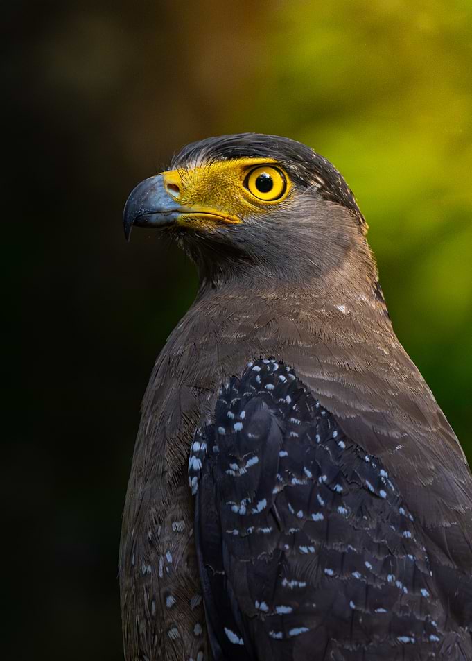 Crested Serpent Eagle Portrait