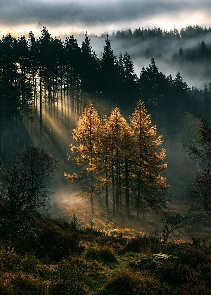 The Old Grove Awakens