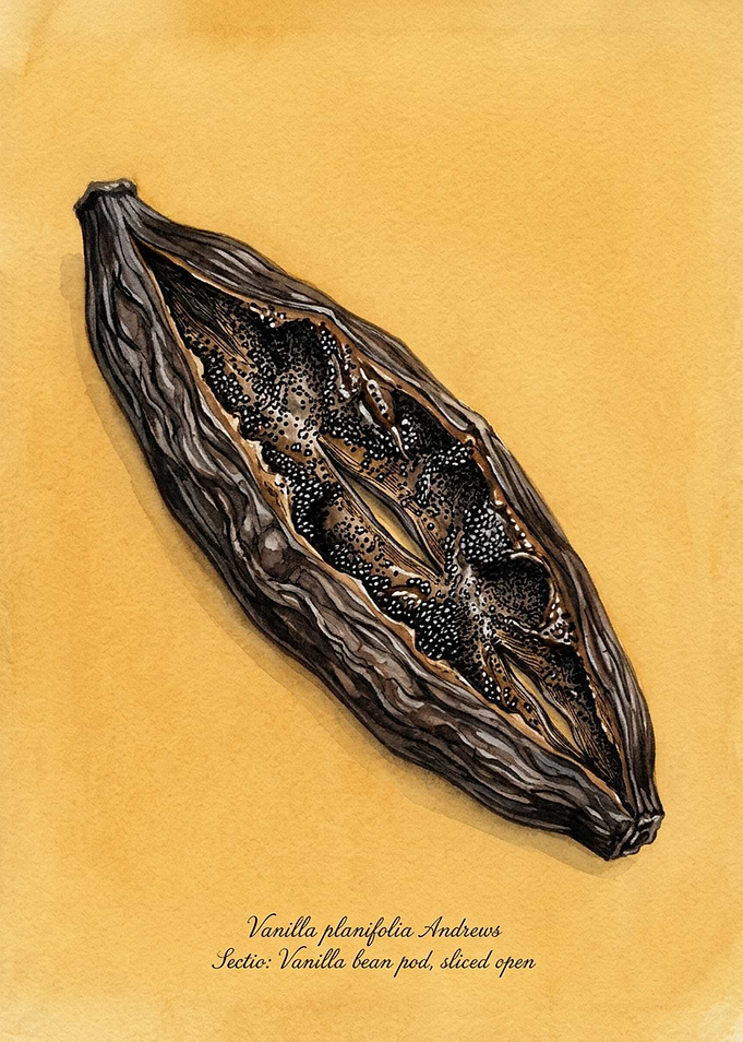Botanical Illustration of Vanilla Bean