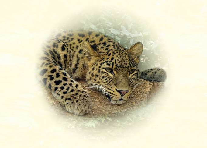Resting Leopard Portrait