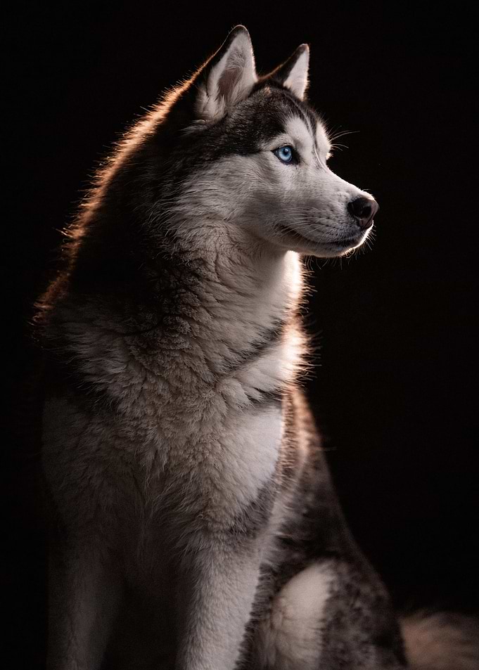 Majestic Siberian Husky Portrait