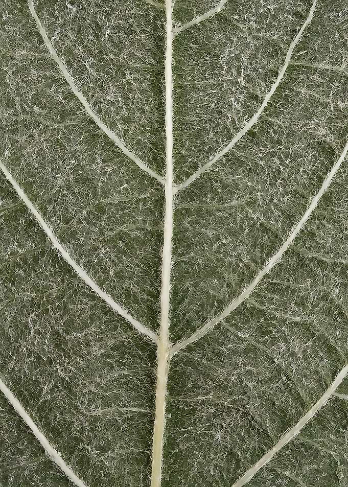 Macro View of Green Leaf Texture