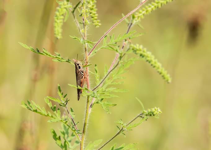 Grasshopper on a Ragweed Plant