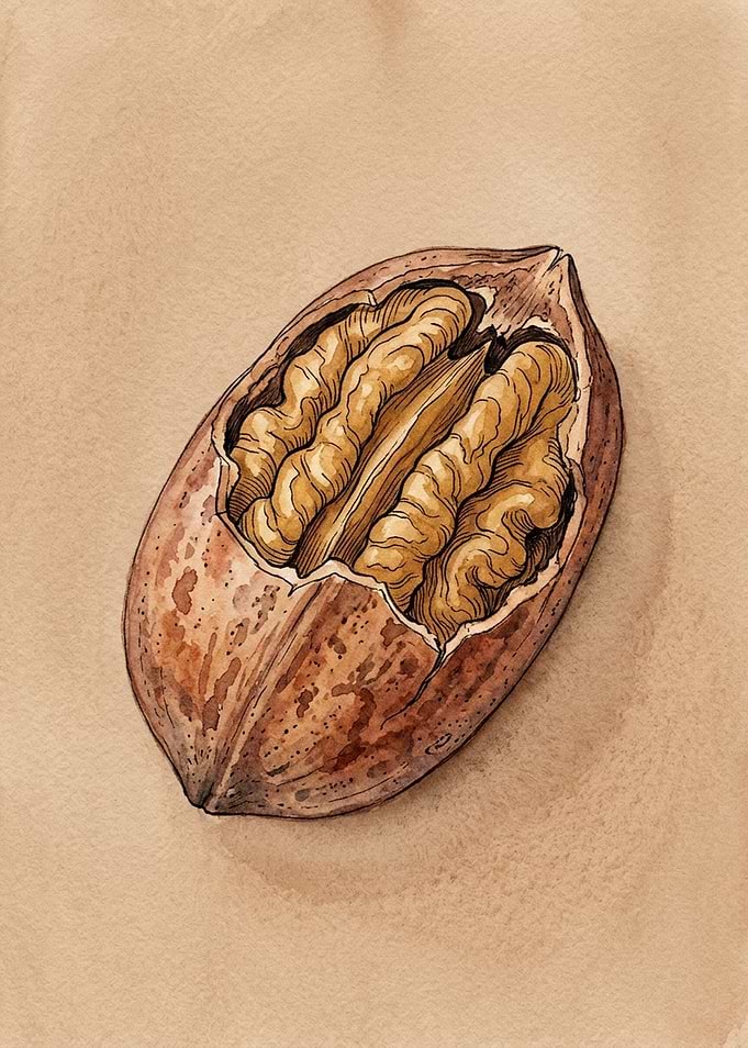 Detailed Illustration of a Pecan Nut