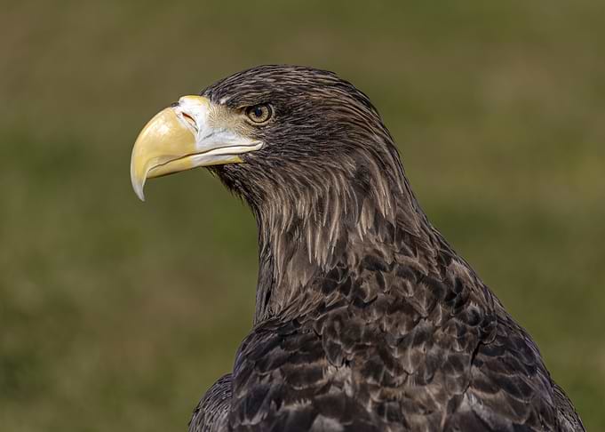 Close-up Portrait of a Steller's Sea Eagle