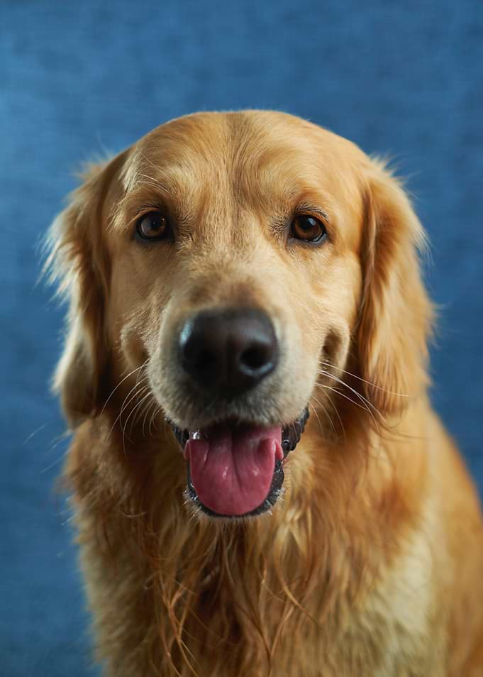 Golden Smiles