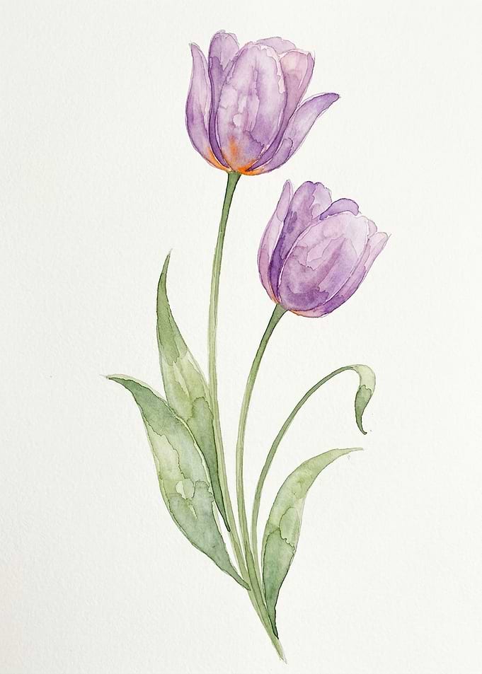 Watercolor Painting of Two Purple Tulips