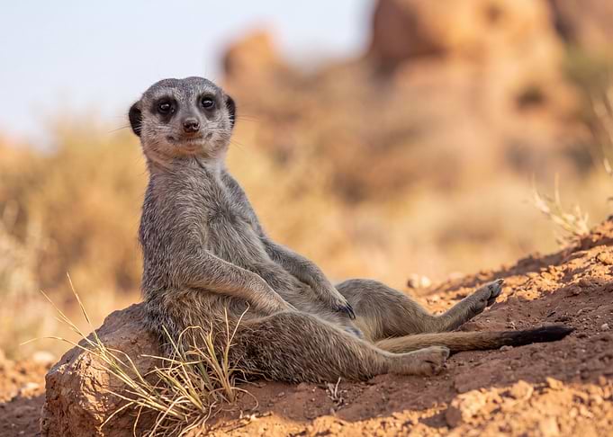 Relaxed Meerkat Sitting on Dirt