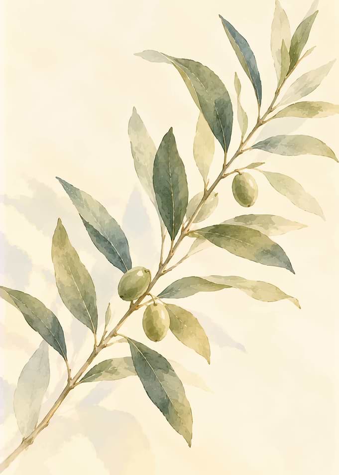 Watercolor Olive Branch Illustration
