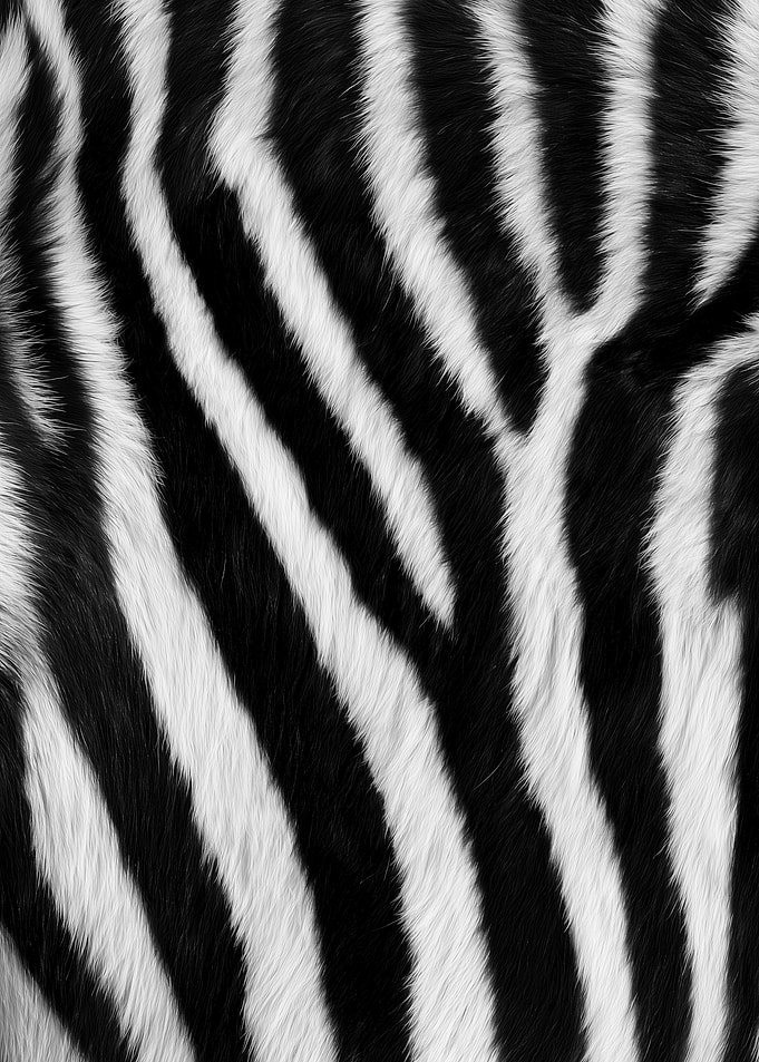 Zebra Fur Pattern Texture