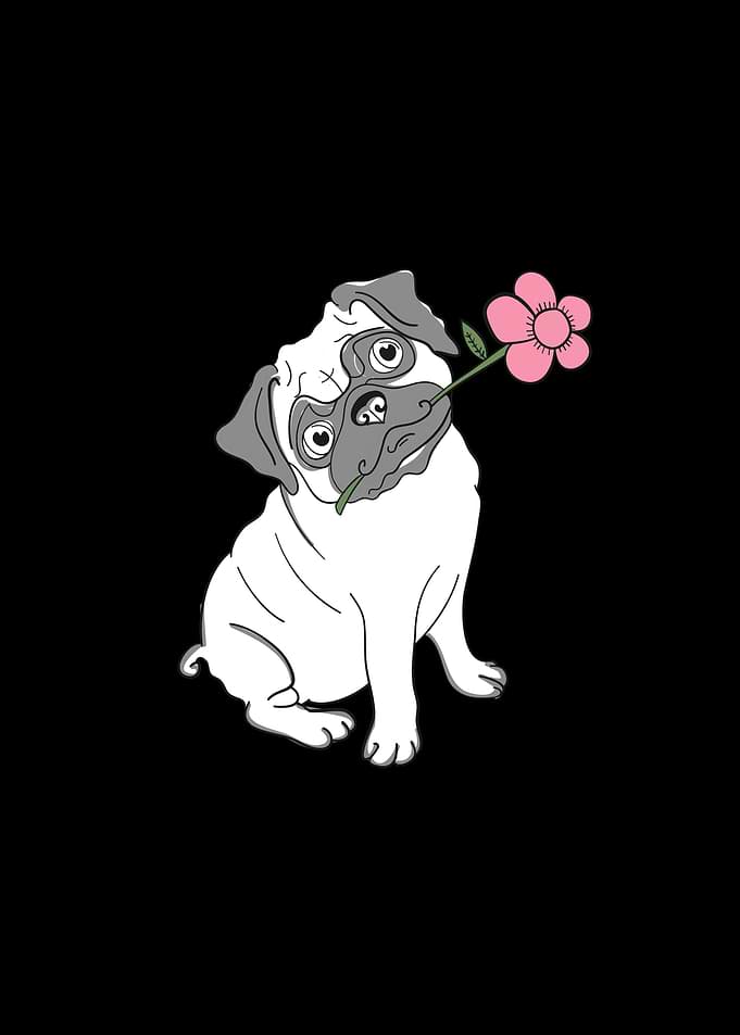 Cute Pug Holding a Pink Flower