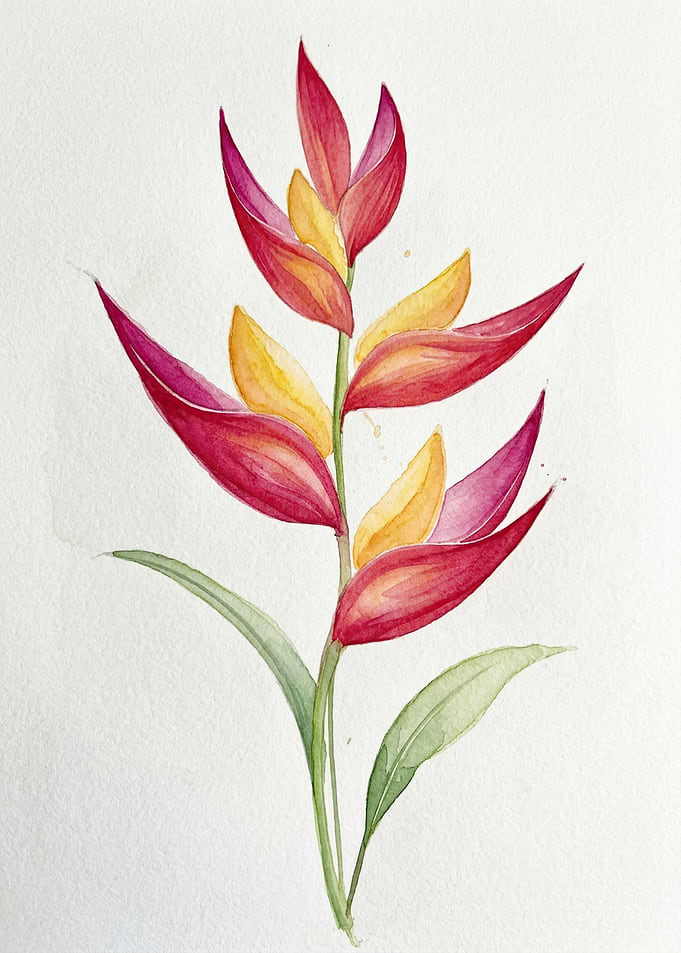 Watercolor Heliconia Flower Illustration