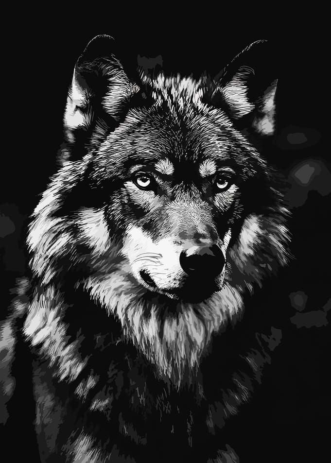 Intense Black and White Wolf Portrait