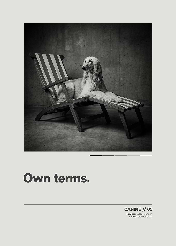 Afghan Hound on Steamer Chair // Minimalist Swiss-Style Poster