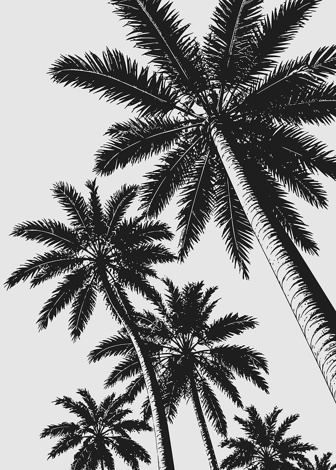 Black and White Palm Tree Silhouette