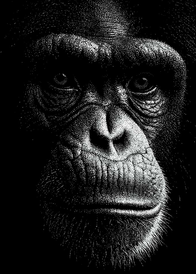 Expressive Monochrome Chimpanzee Portrait In Stipple Dotwork