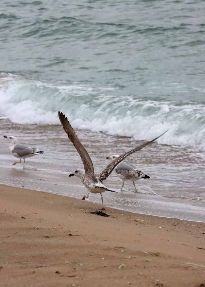 Seagulls on a Sandy Beach