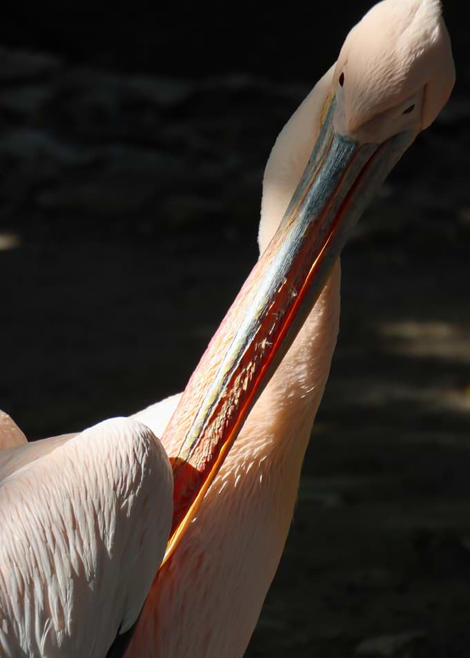 Close-up of a Great White Pelican