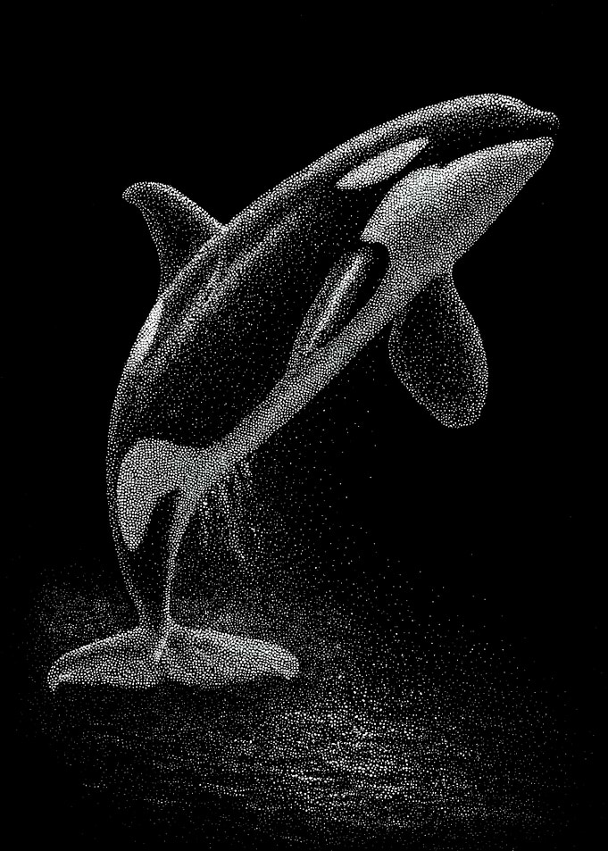 Dynamic Monochrome Killer Whale In Stipple Dotwork
