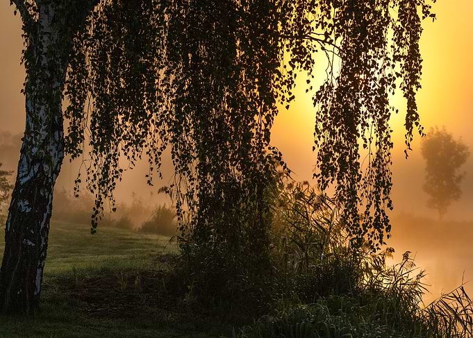 Misty Sunrise by the Lake
