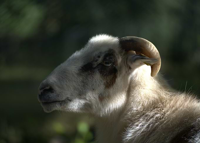 Profile Portrait of a Horned Sheep