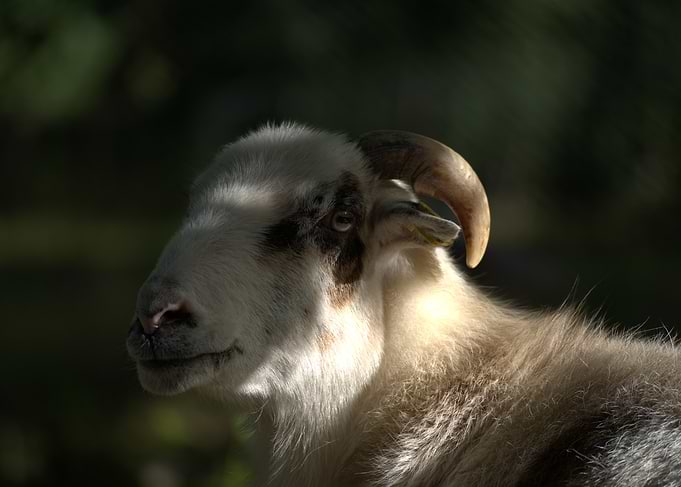 Close-up Portrait of a Horned Sheep