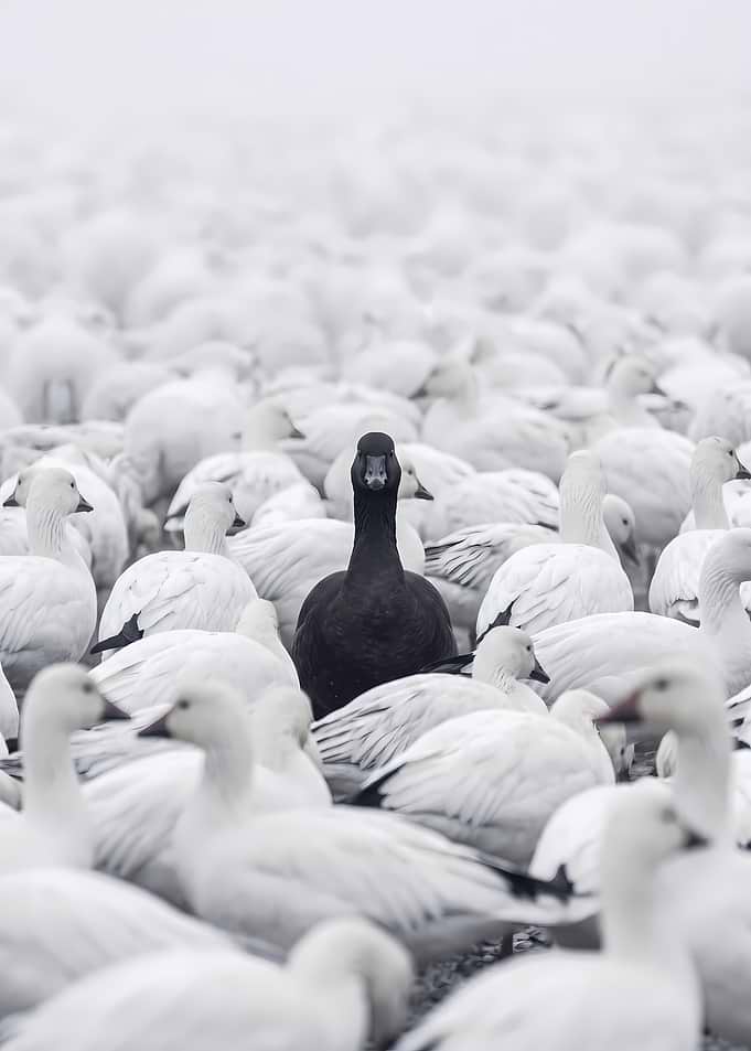 Lone Black Goose Among White Flock