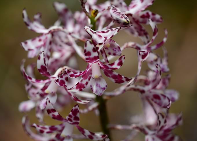Spotted Purple and White Orchid