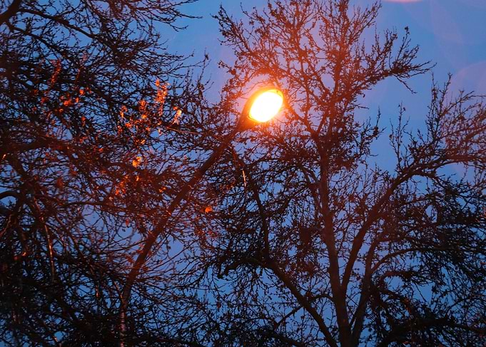 Glowing Streetlight Amidst Bare Tree Branches