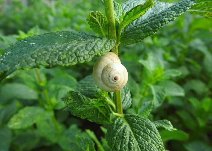 Snail Shell on Mint Plant