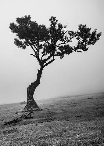Solitary Tree in Misty Landscape
