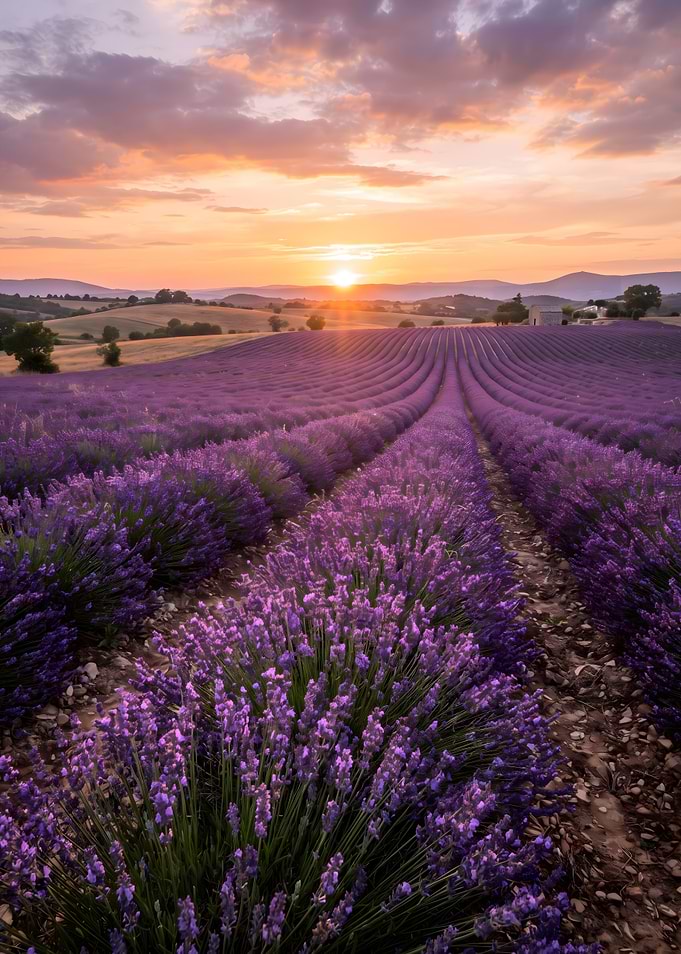Sunset over Provence Lavender Fields