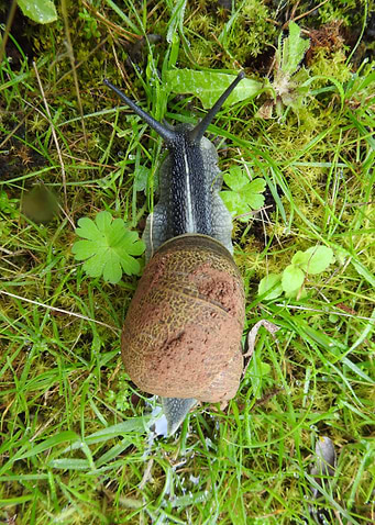 Garden Snail Crawling on Grass