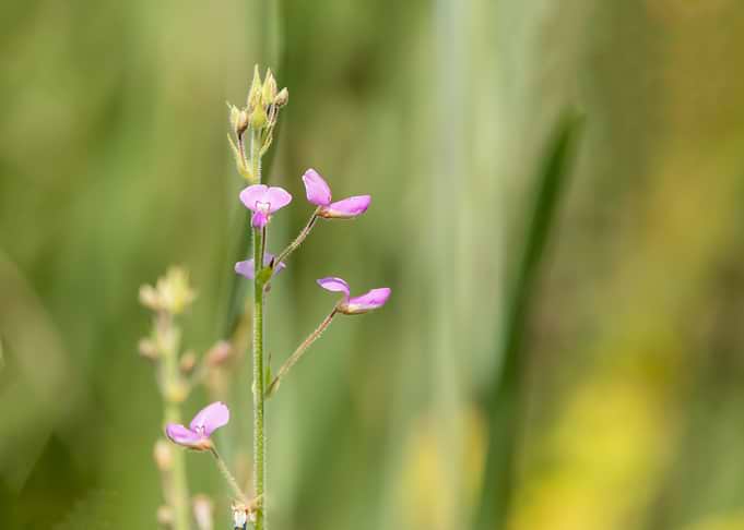 Delicate Pink Wildflower Macro