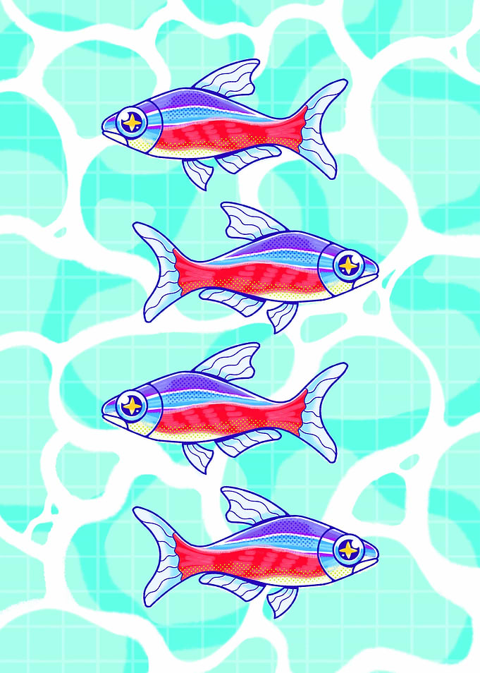 Neon Tetra Fish