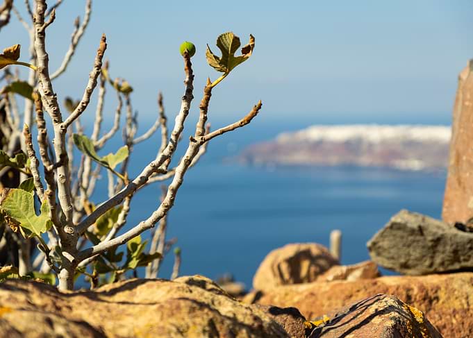 Tree Overlooking Santorini Coast