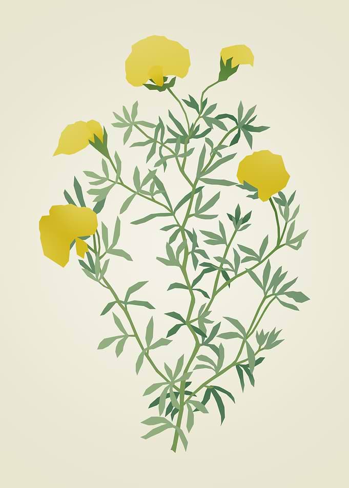 Minimalist Yellow Wildflower Illustration
