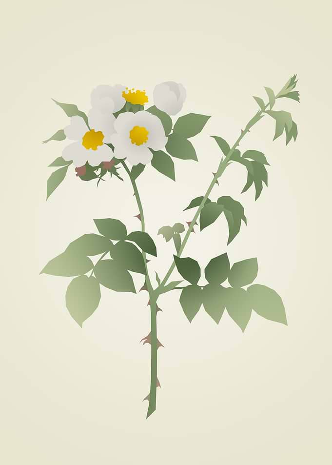 Minimalist White Rose Illustration
