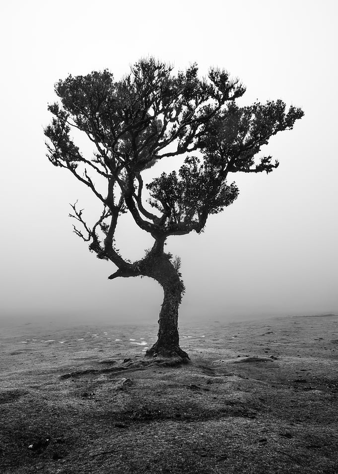 Solitary Tree in Misty Landscape