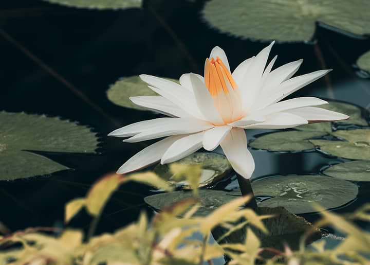 White Water Lily in Pond