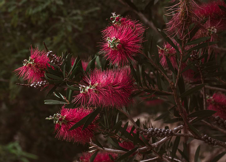 Vibrant Red Bottlebrush Flowers
