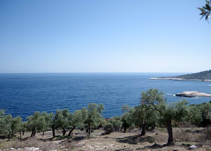Olive Grove Overlooking the Mediterranean Sea