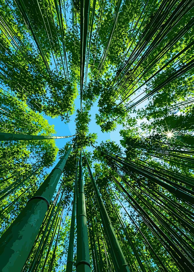Low Angle View of Bamboo Forest