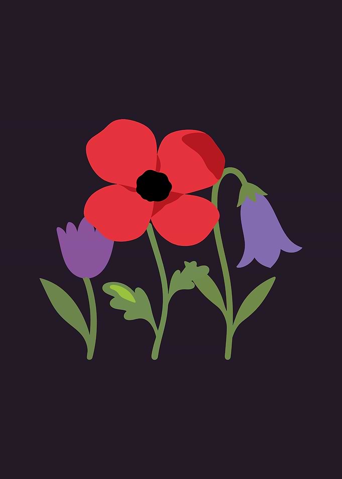 Flowers · Nature · Tulip · Colorful Poppy